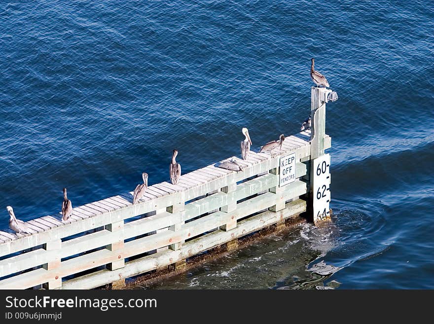 Florida Brown Pelicans