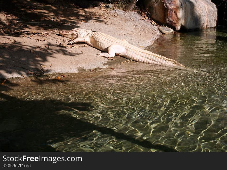 Very rare and unusual white alligator.  The alligator is not actually white but is lacking pigment.