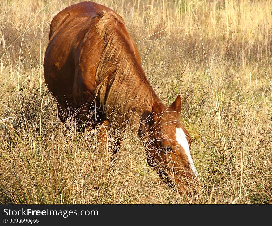 Brown horse with white spot in meadow landscape.