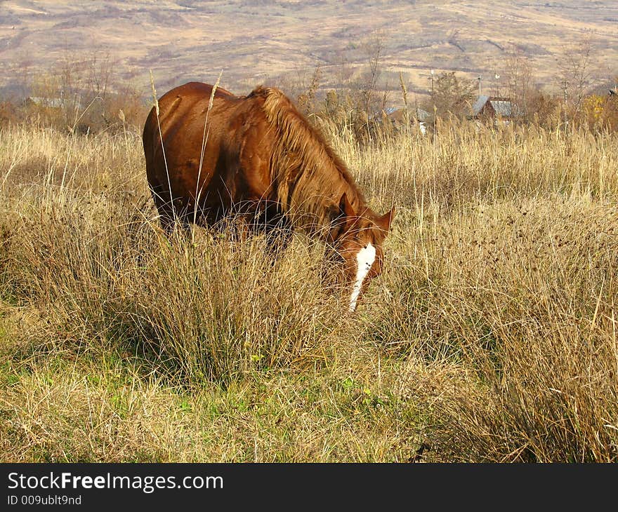 Brown horse with white spot in meadow landscape.