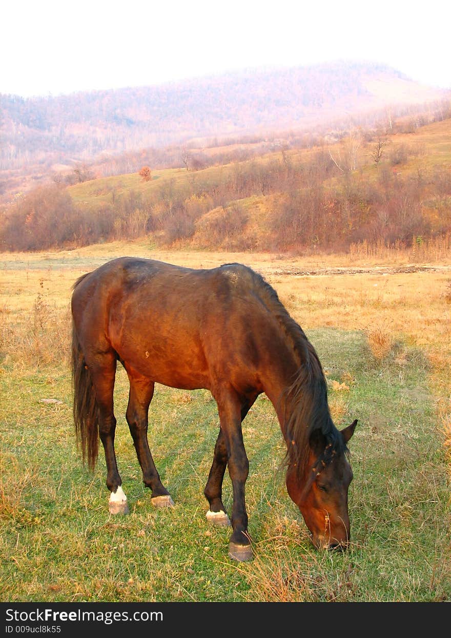 Dark brown horse in meadow landscape.