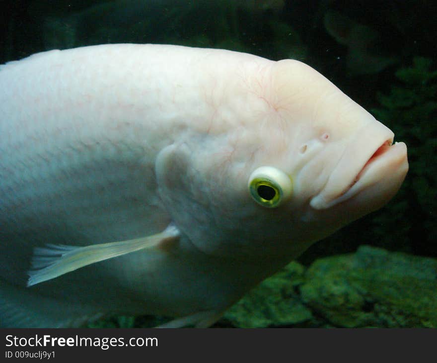 Unknown fat decorative fish in aquarium. Unknown fat decorative fish in aquarium