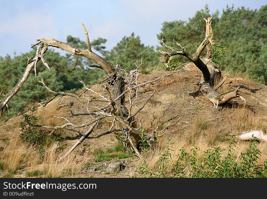 A landscape with dead wood as the subject