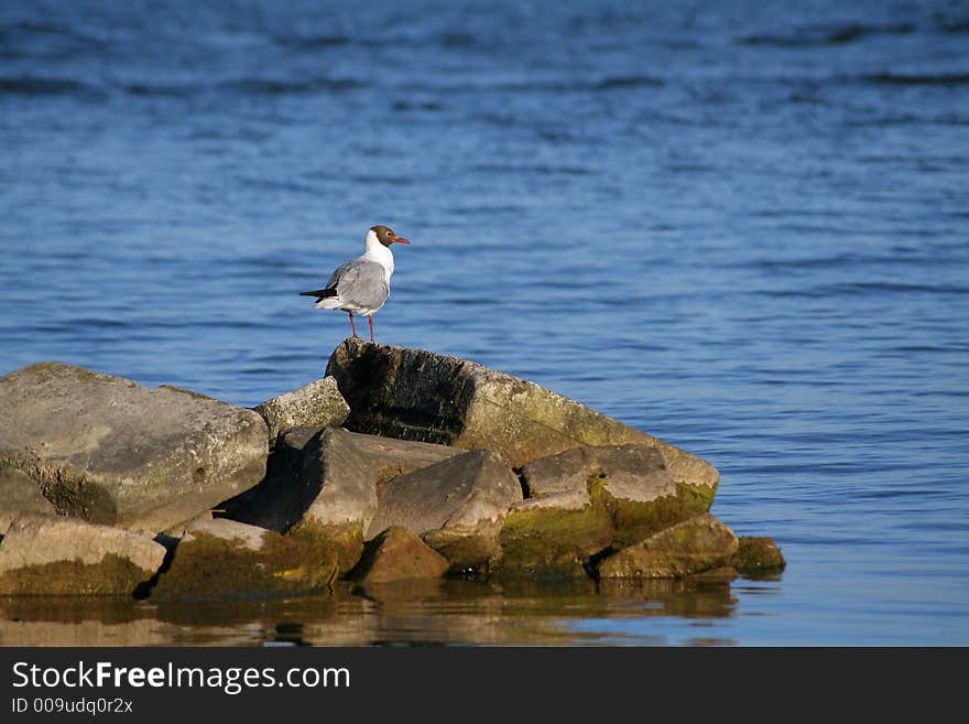 A gull on the rocks