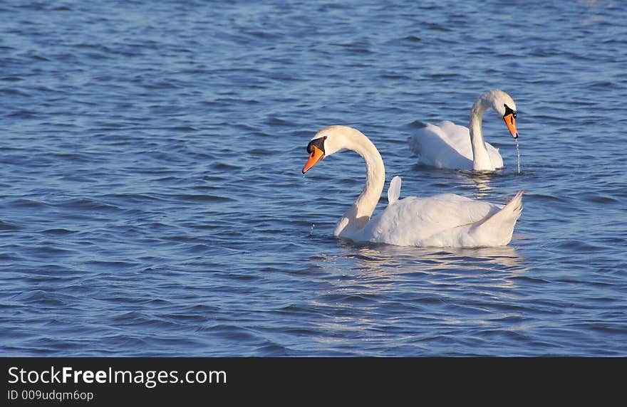 2 beautiful swan swimming in nice blue water