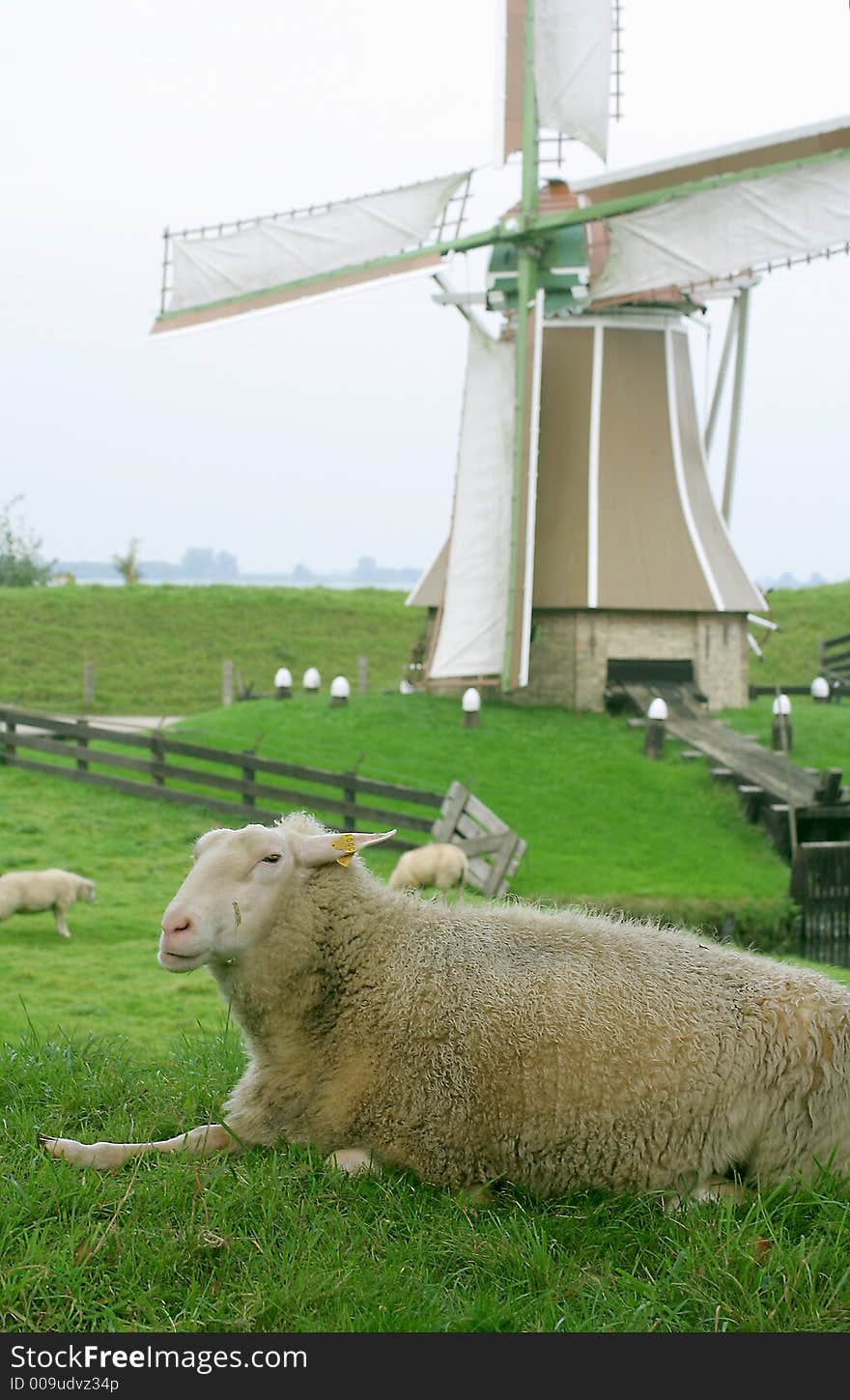 Dutch landcape, a sheep and a windmill in the background. Dutch landcape, a sheep and a windmill in the background