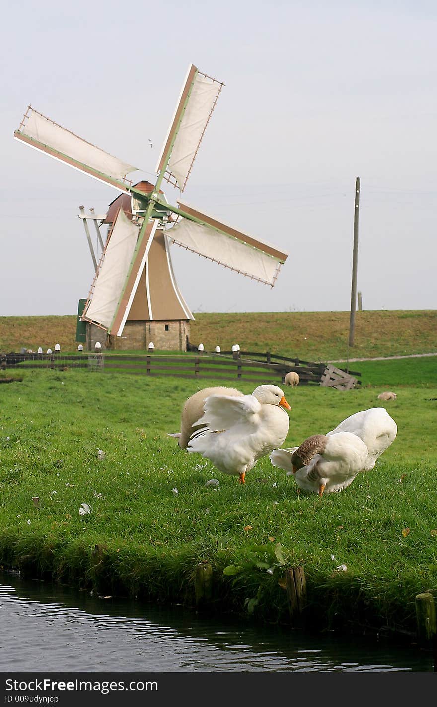 Dutch landcape, a goose and a windmill in the background. Dutch landcape, a goose and a windmill in the background