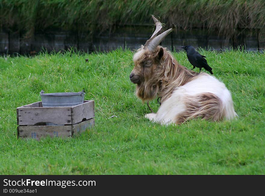 A goat with a beard and a bird on his back. A goat with a beard and a bird on his back