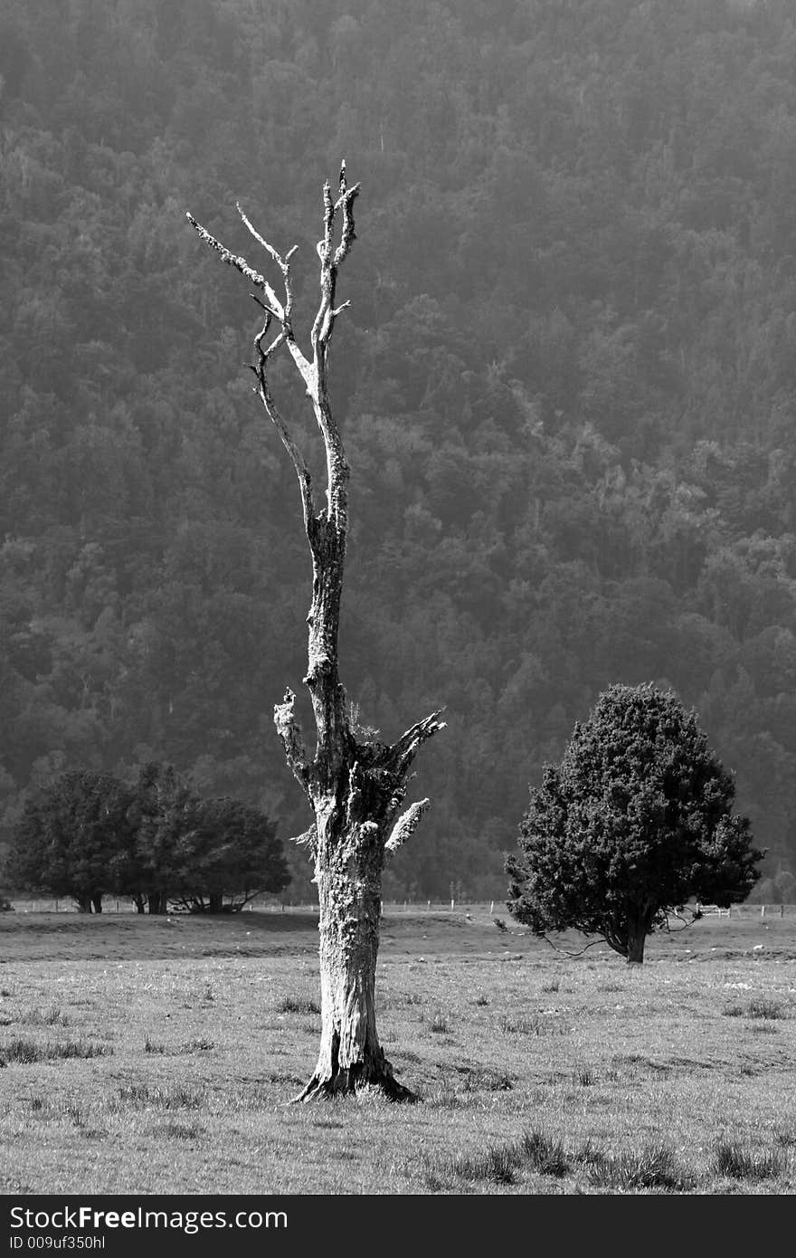 A black and white picture of a dead tree taken near Lake Matheson, New Zealand.