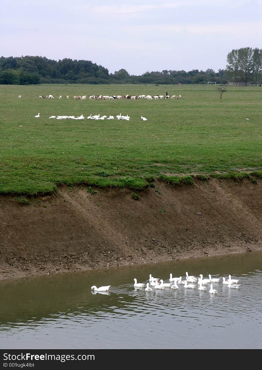 Geese on river and coast. Geese on river and coast