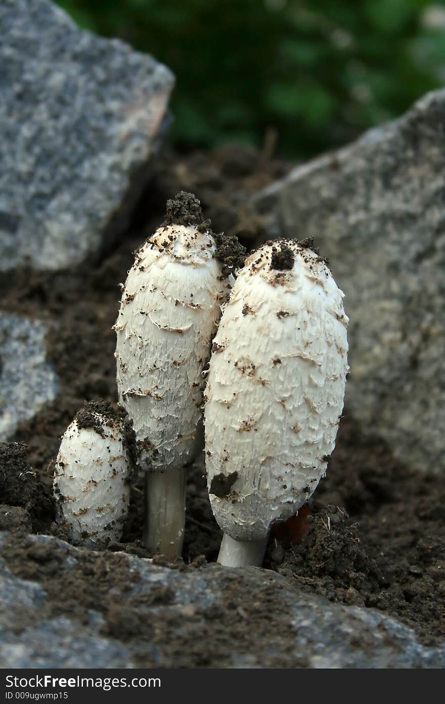 Dangerous Mushroom