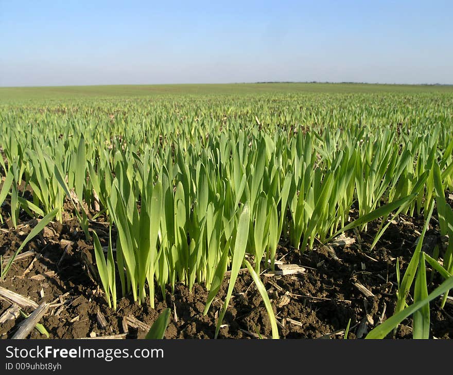 Long blades of green wheat grass in early Spring