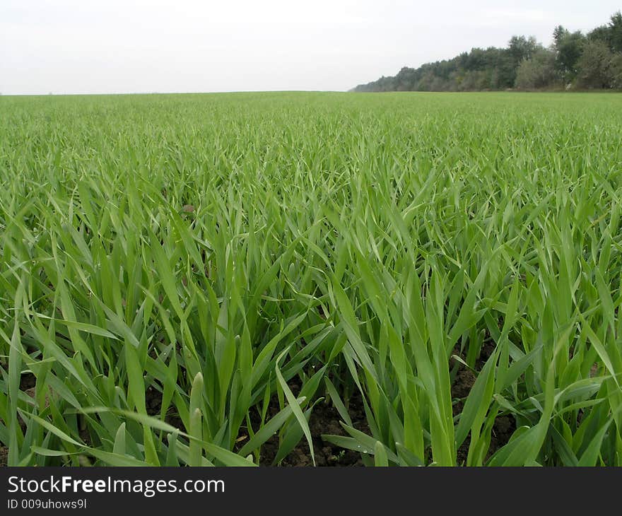 Long blades of green wheat grass in early Spring