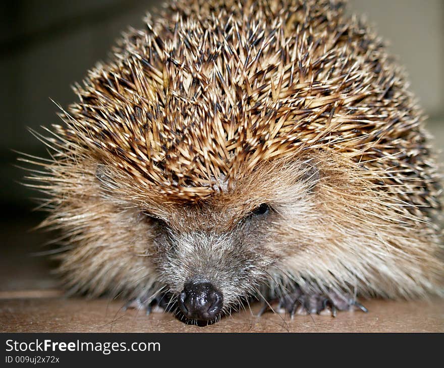 Big furious hedgehog looking at you