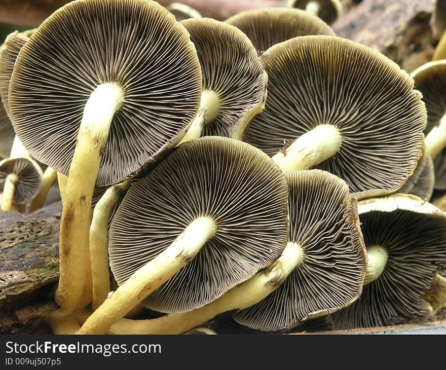 A pile of common button mushrooms