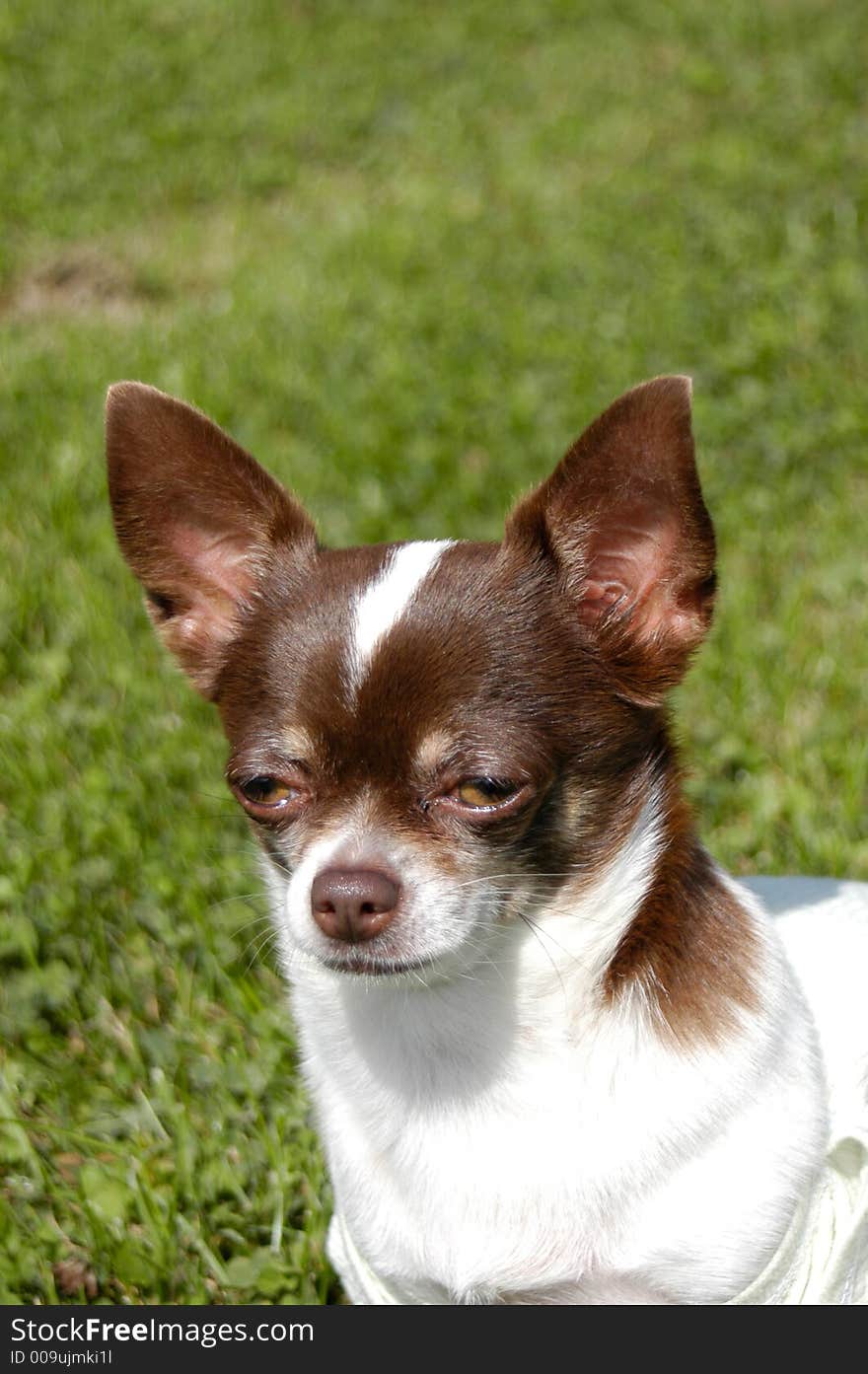 Detail of chihuahua in the grass