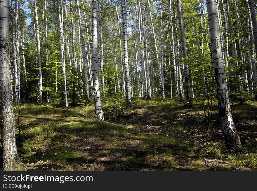 Czech forest with green trees and blue sky