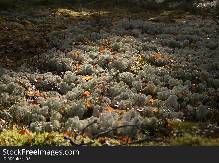 Autumn forest