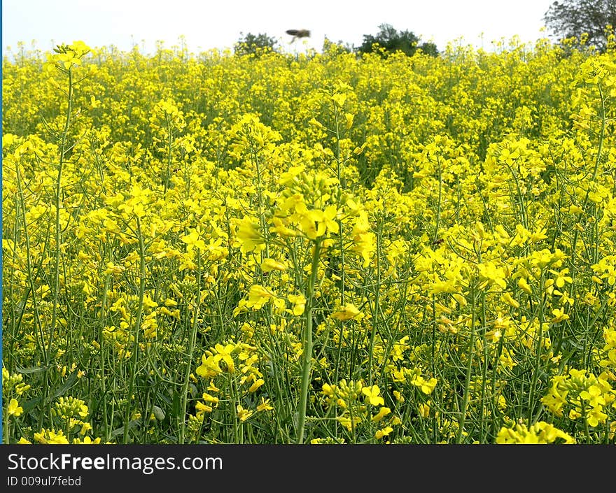 Yellow flowers of oil Beet