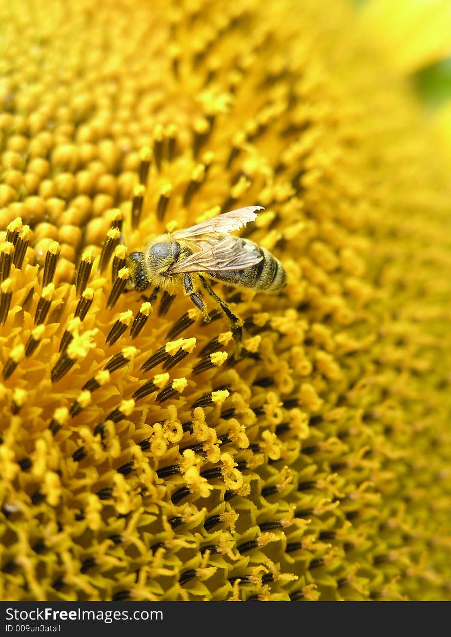 Bee on sunflower on th agricultural institute. Bee on sunflower on th agricultural institute