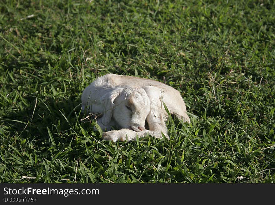 Sleeping newborn kid