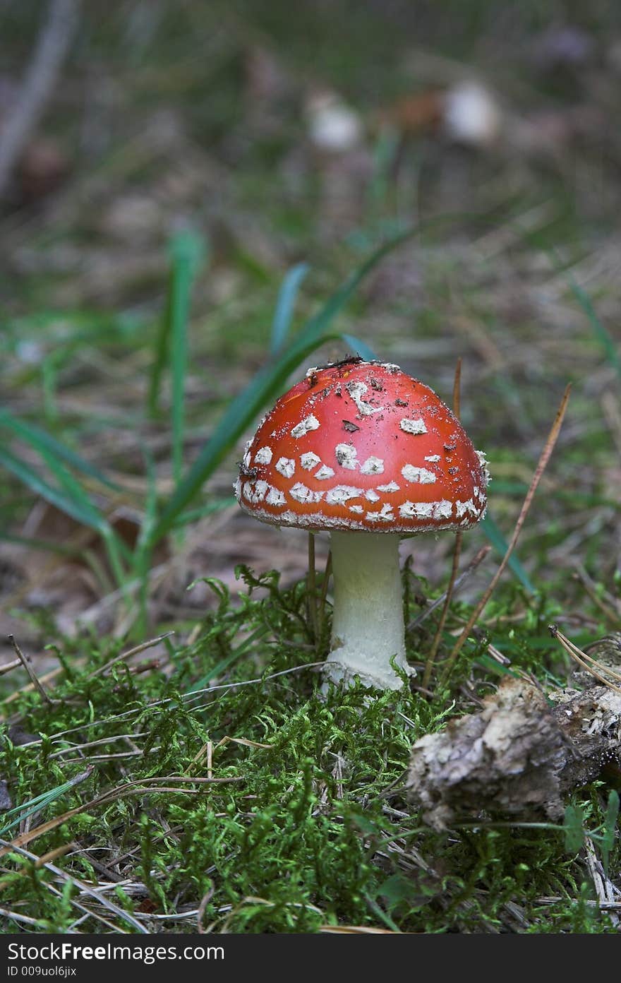 A young toadstool in a forest.