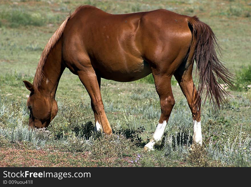 Grazing American Quarter Horse in a field