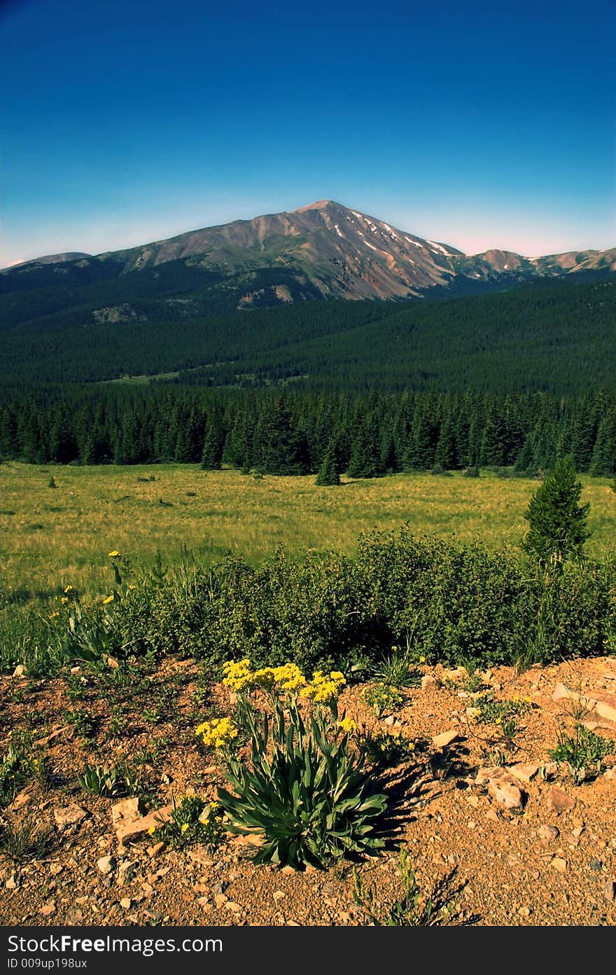 Mountain Pastures with flowers