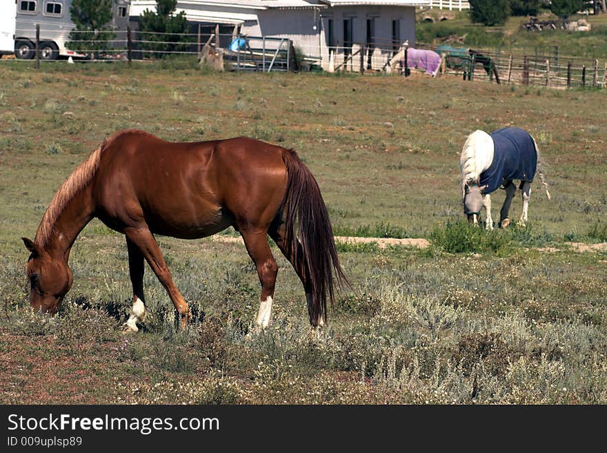 Racing Horses in a pasture eating and grazing