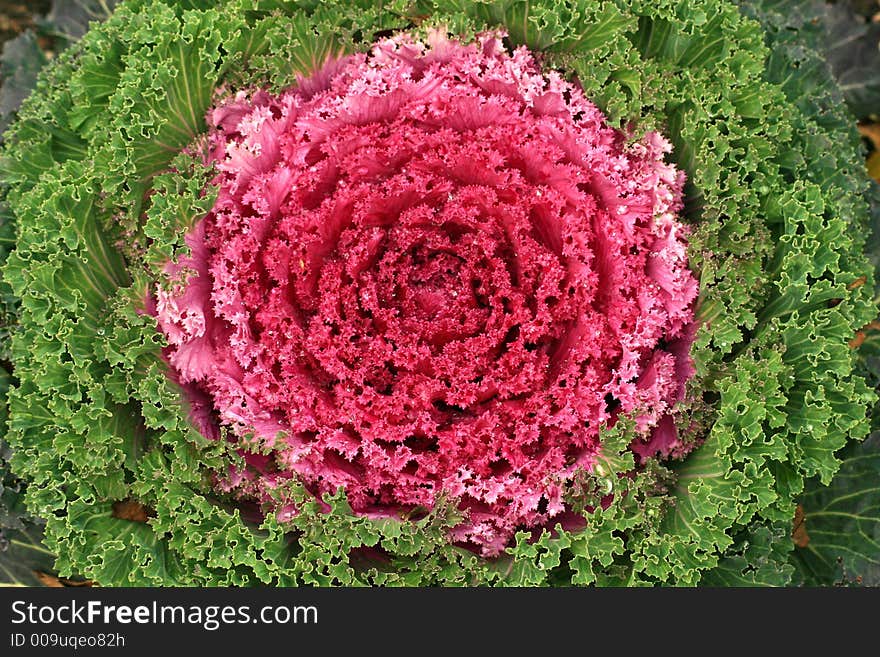 Red cabbage or Brassica Oleracea.