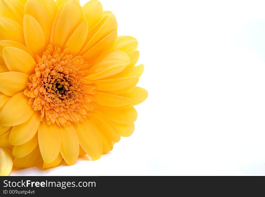 Yellow Gerber Daisy isolated on white. Perfect high hey image for spring. Yellow Gerber Daisy isolated on white. Perfect high hey image for spring