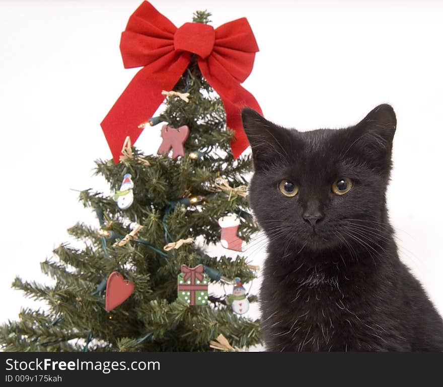 A black cat with a decorated Christmas tree in in the background on white. A black cat with a decorated Christmas tree in in the background on white.