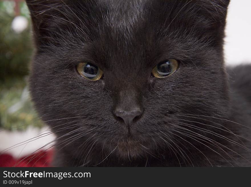 A black cat looks into the camera with a Christmas tree out of focus in the background. A black cat looks into the camera with a Christmas tree out of focus in the background