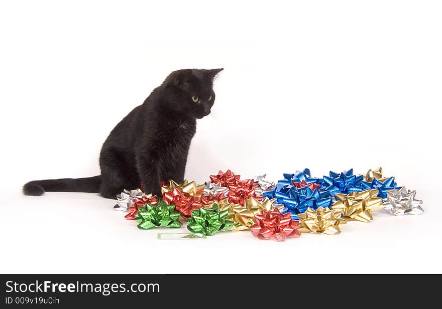 Black cat and christmas bows