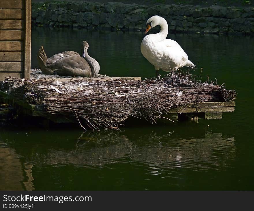 Mature white swan with his big gray baby swan. Mature white swan with his big gray baby swan