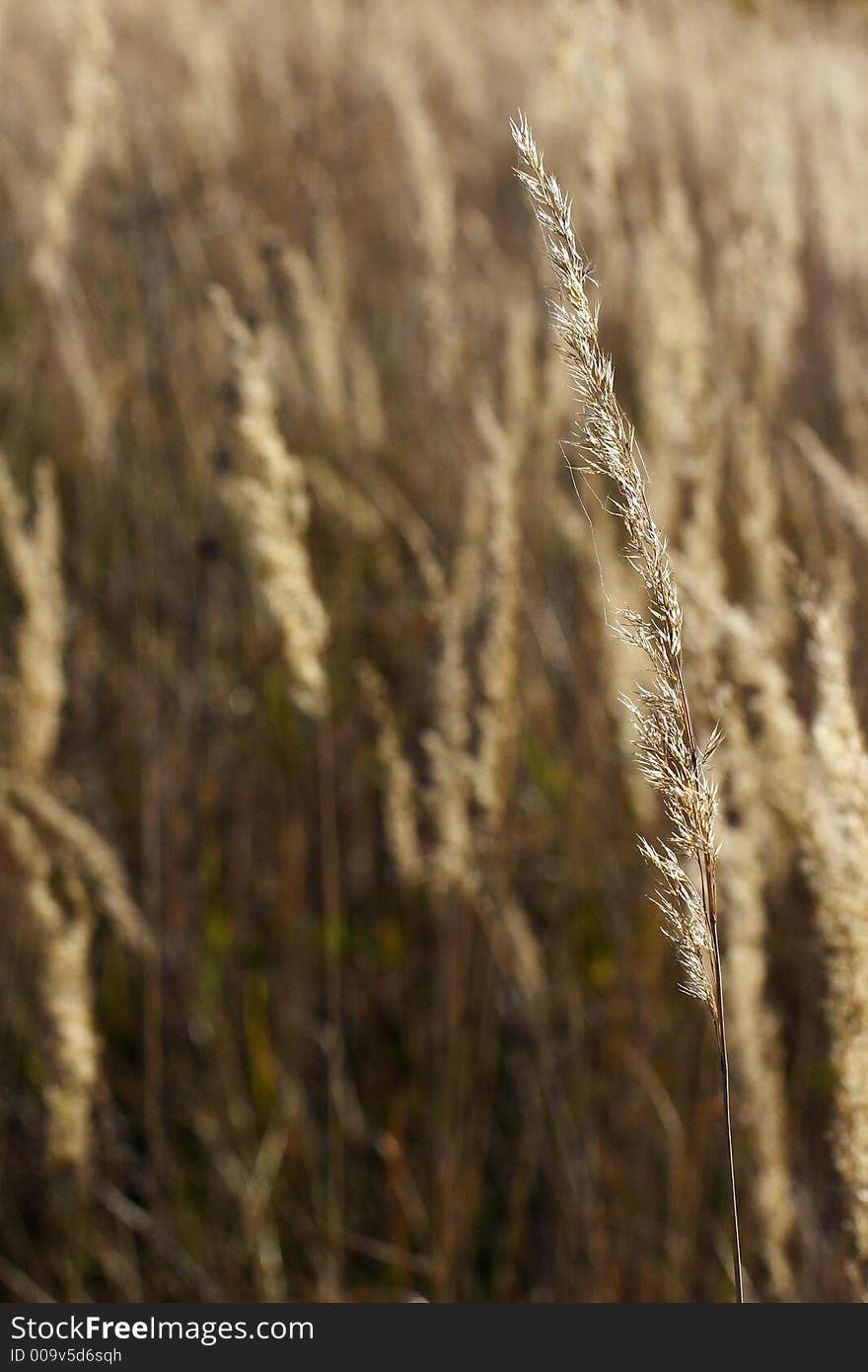 Wild mountain plants in early winter