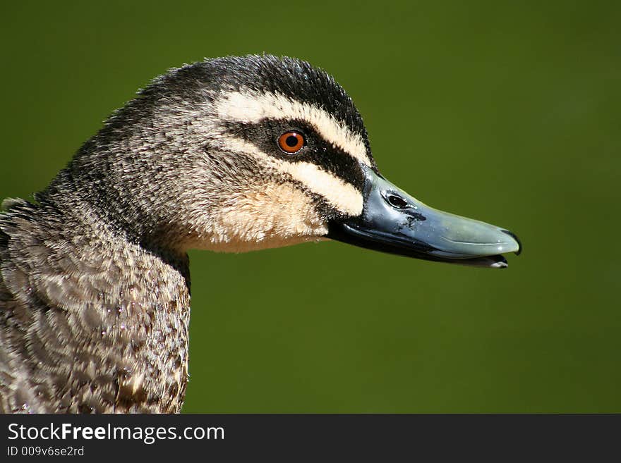 Close up shot of a pacific black duck