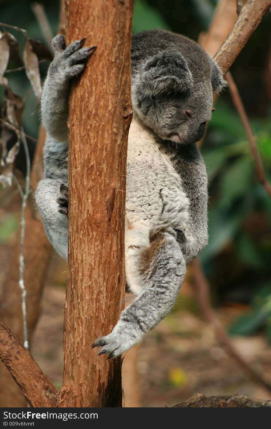 Sleeping Koala 1