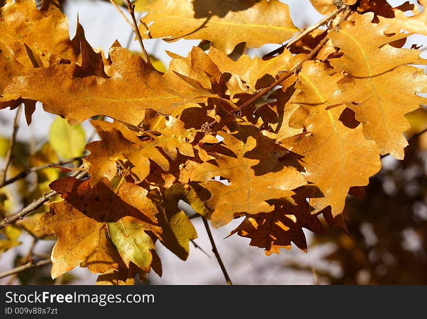 Autumn Golden Oak Leaves