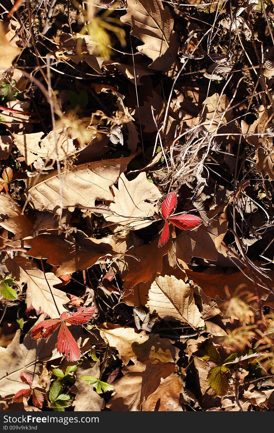 Colorful Fall Leaves