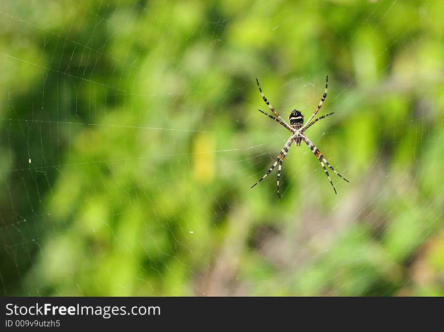 Argiope Argentata