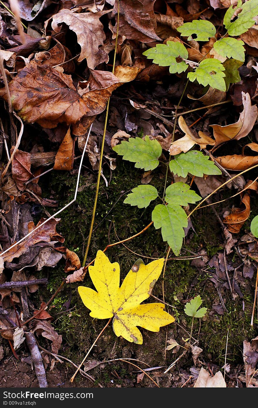 Brightly colored fallen leaves in winter. Brightly colored fallen leaves in winter