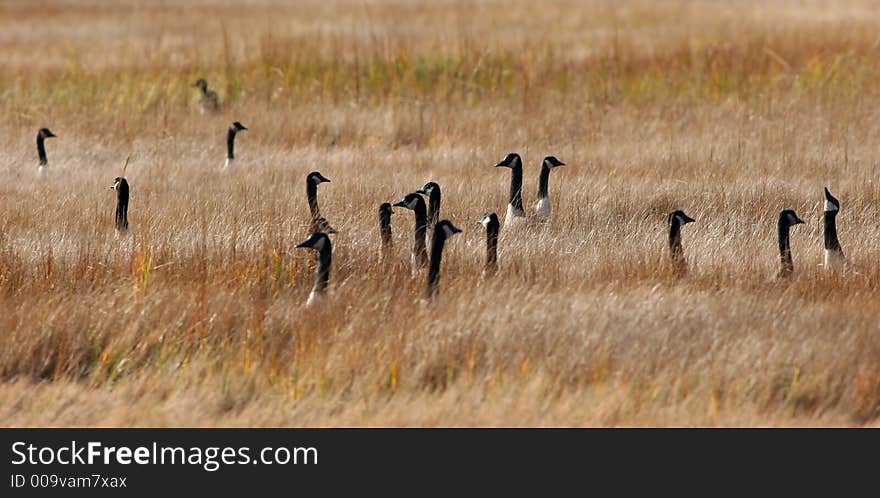 A gaggle of Canada Geese (Branta canadensis), all looking in different directions, even into the sky!. A gaggle of Canada Geese (Branta canadensis), all looking in different directions, even into the sky!