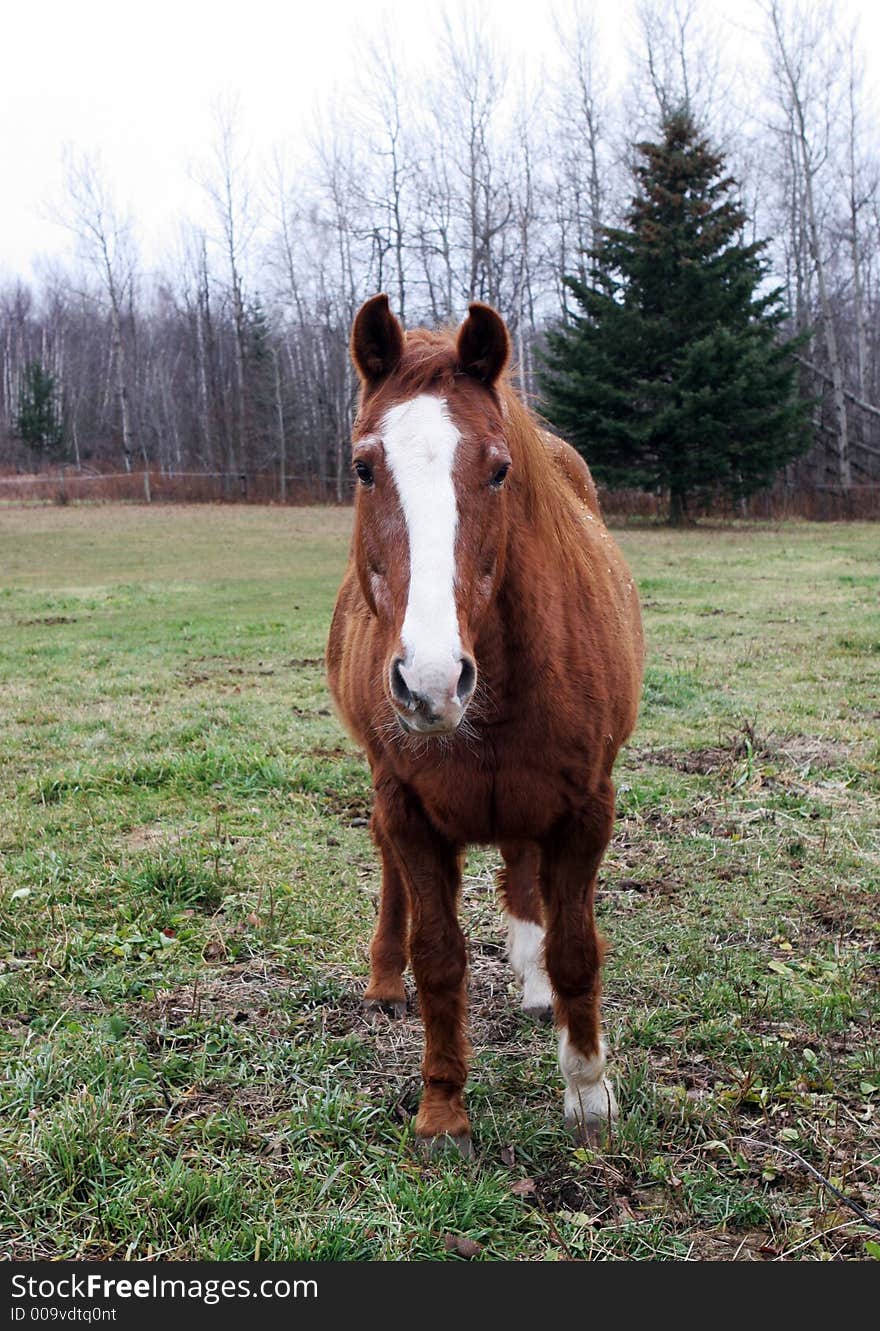 Brown horse standing in a field