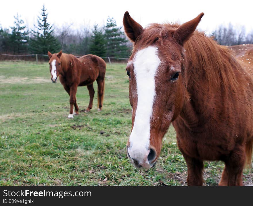 Horses In A Paddock