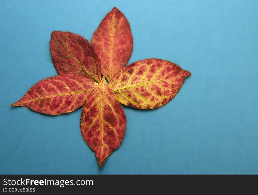 5 red coloured autumn leaves arranged in a star pattern against a blue background. 5 red coloured autumn leaves arranged in a star pattern against a blue background