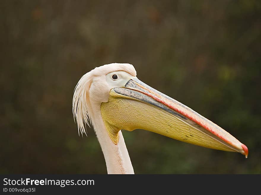 A portrait of a pink pelican. A portrait of a pink pelican