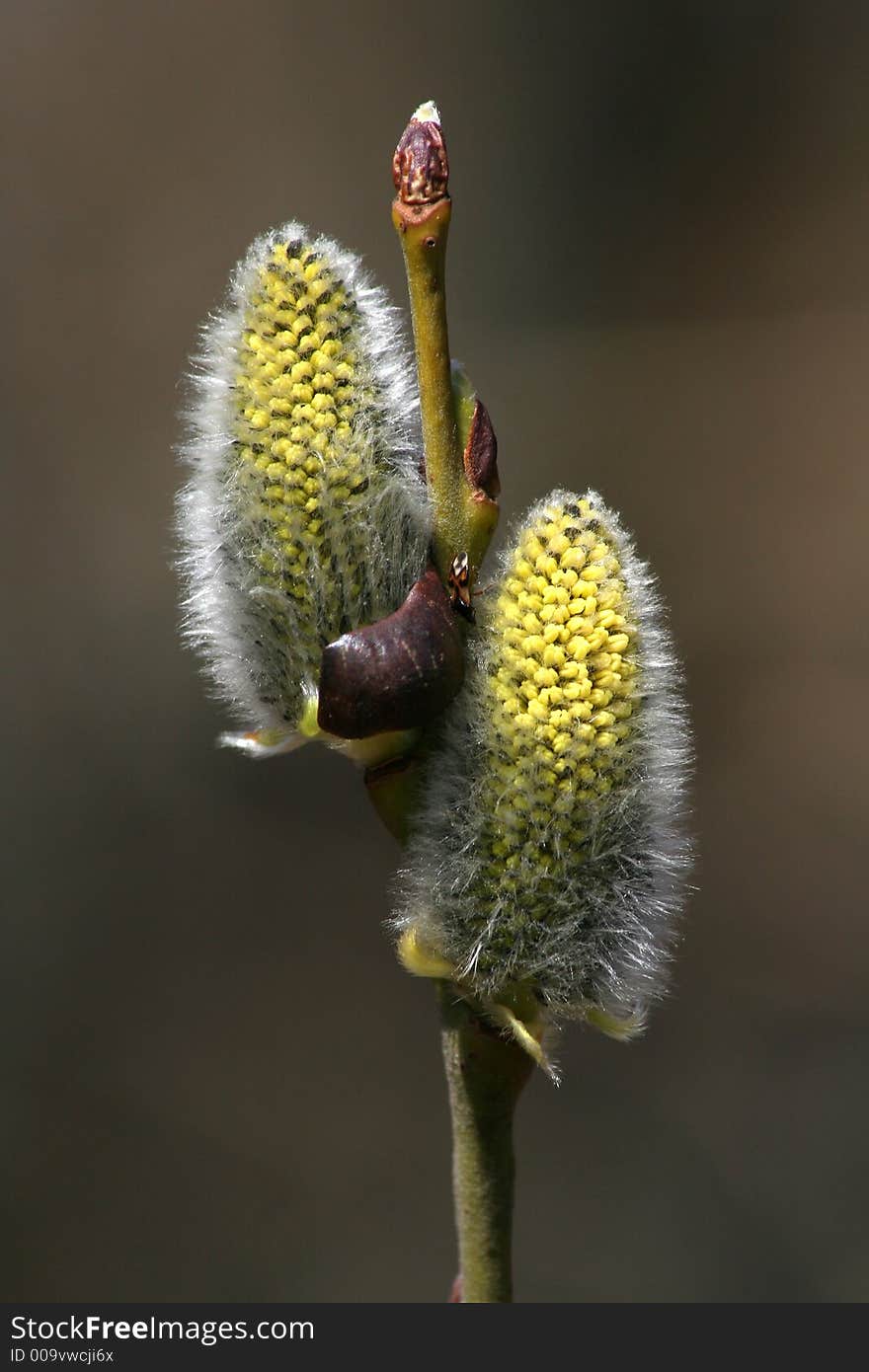 Buds