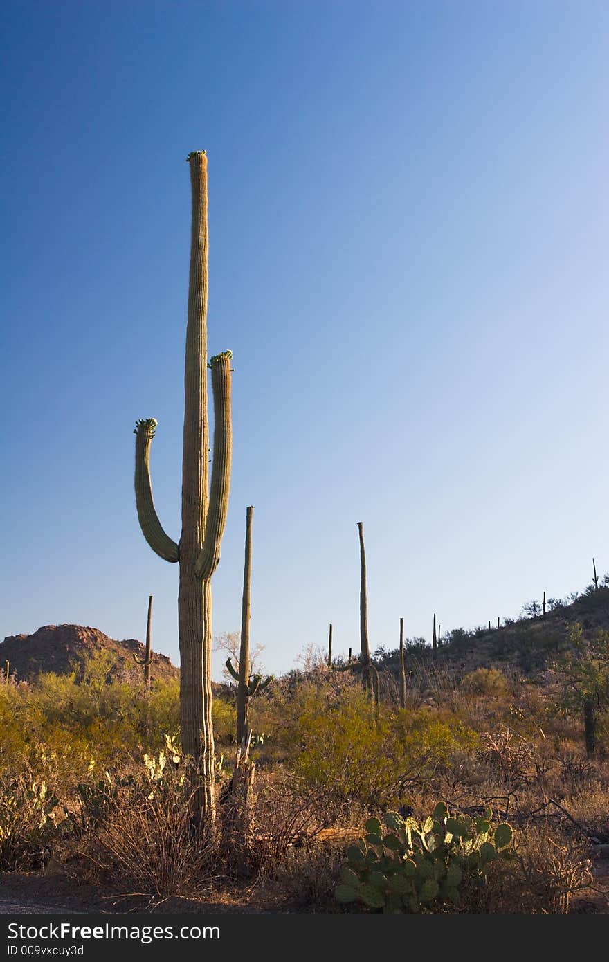 Saguaro National Monument