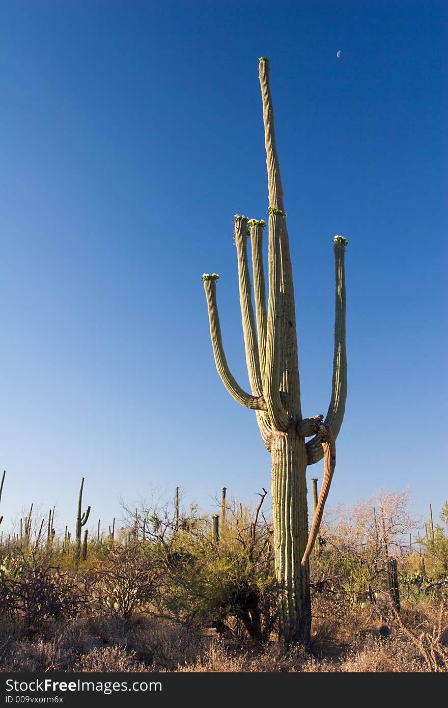 Saguaro and Blue Sky